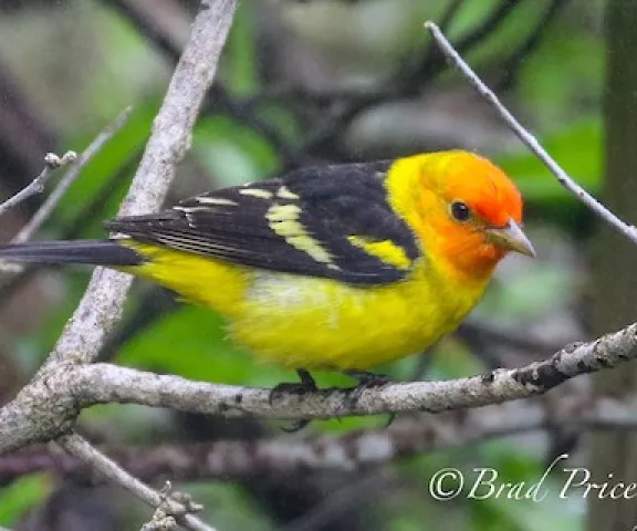 Western Tanager - Photo by Brad Price