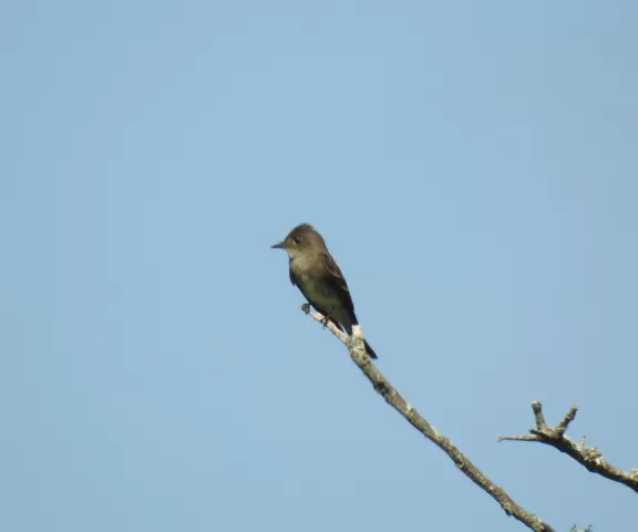 Western Wood-Pewee - Photo by Van Remsen