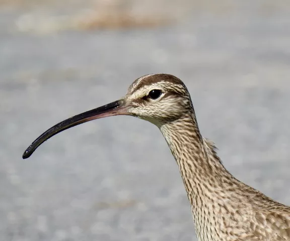 Whimbrel - Photo by Van Remsen