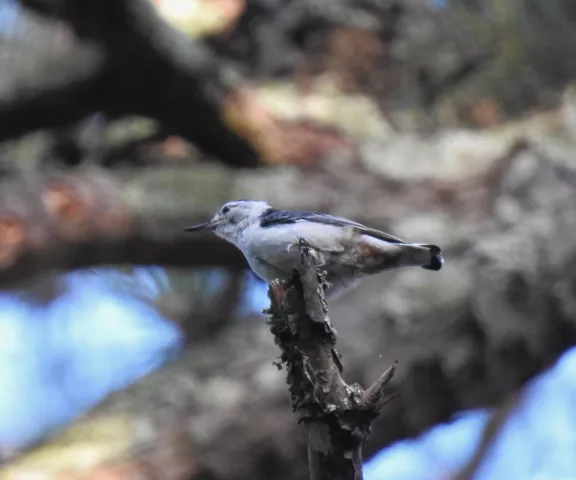 White-breasted Nuthatch - Photo by Van Remsen