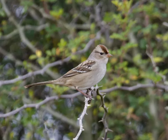 White-crowned Sparrow - Photo by Erik Johnson