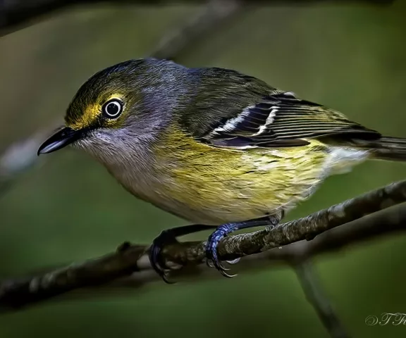 White-eyed Vireo - Photo by Tom Finnie