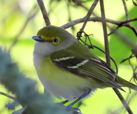 White-eyed Vireo - Photo by Vicki Sensat