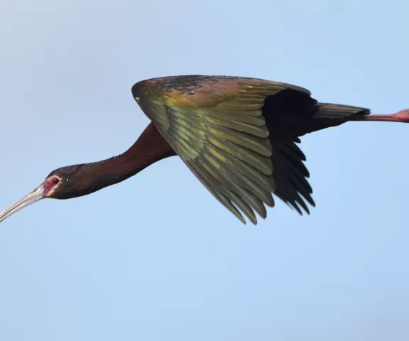 White-faced Ibis - Photo by Erik Johnson