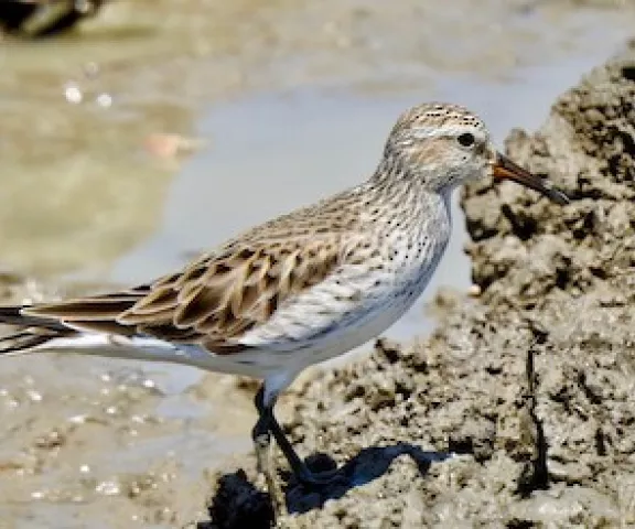 White-rumped Sandpiper - Photo by Van Remsen