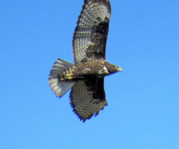 White-tailed Hawk - Photo by Vicki Sensat