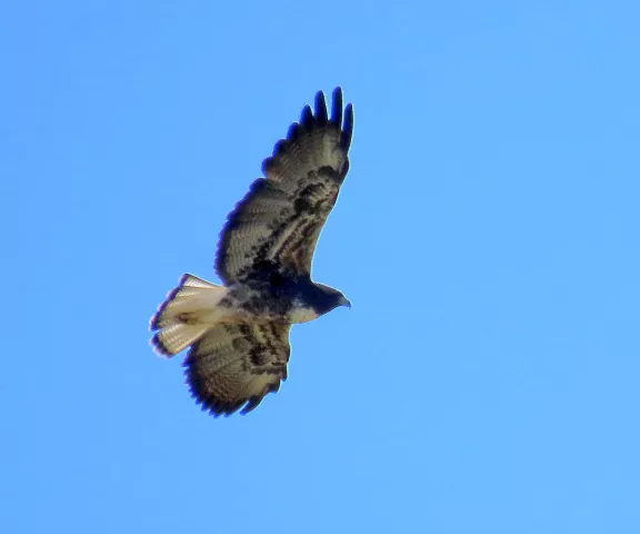 White-tailed Hawk - Photo by Vicki Sensat