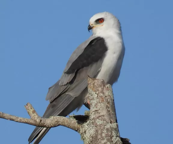 White-tailed Kite - Photo by Van Remsen