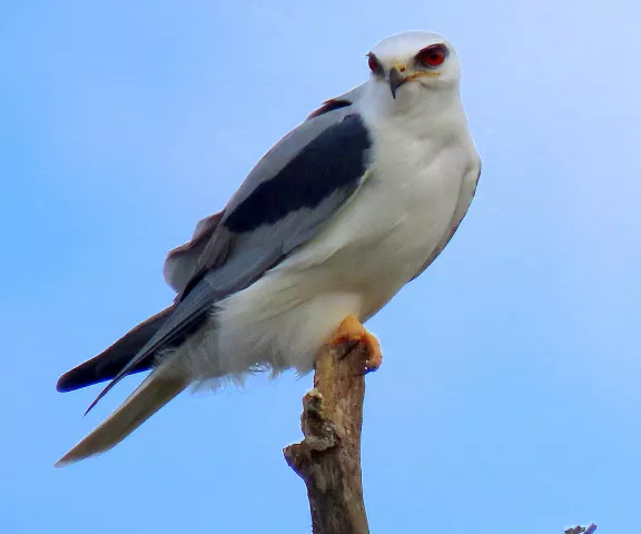 White-tailed Kite - Photo by Vicki Sensat