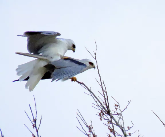 White-tailed Kite - Photo by Vicki Sensat