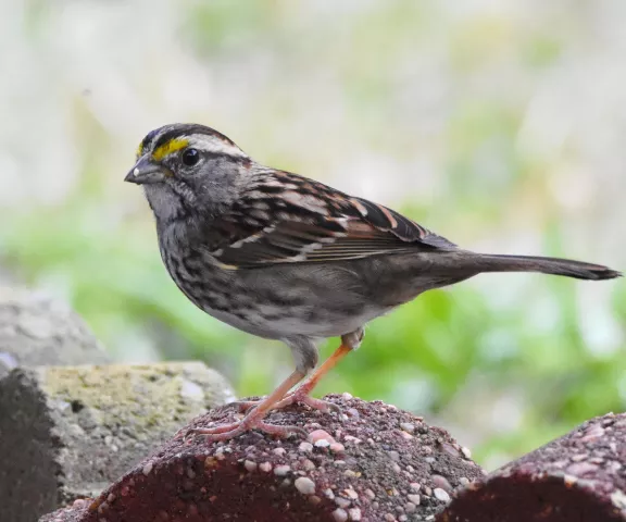 White-throated Sparrow - Photo by Erik Johnson