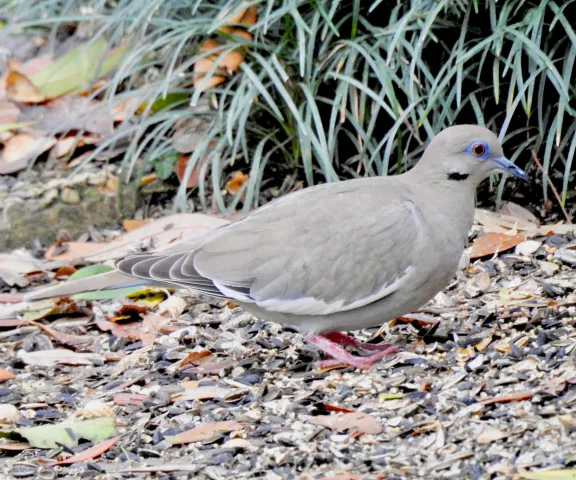 White-winged Dove - Photo by Van Remsen