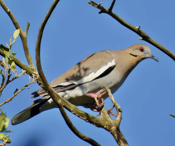 White-winged Dove - Photo by Van Remsen