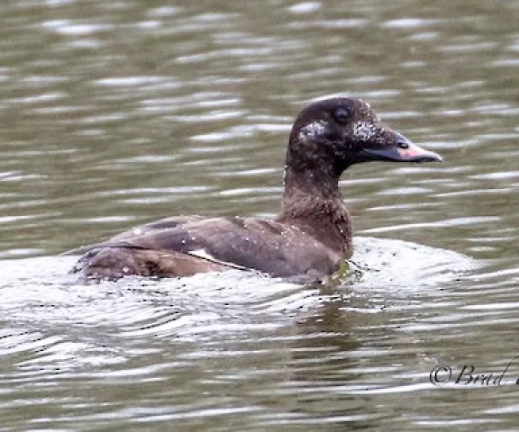 White-winged Scoter - Photo by Brad Price