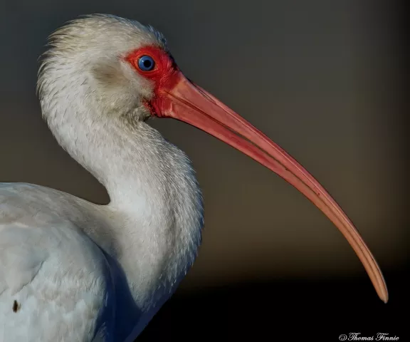 White Ibis - Photo by Tom Finnie