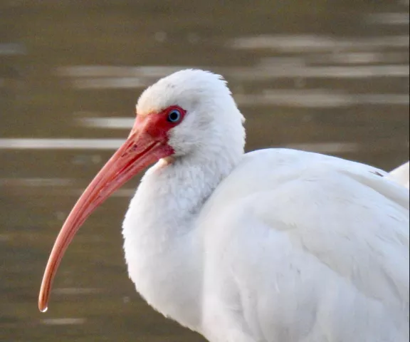 White Ibis - Photo by Van Remsen