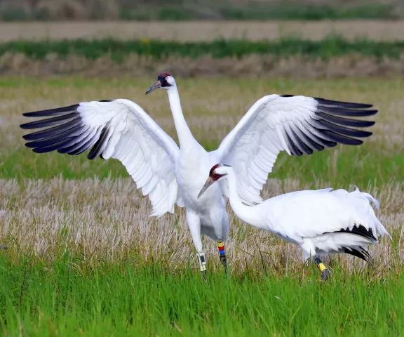 Whooping Crane - Photo by Vicki Sensat