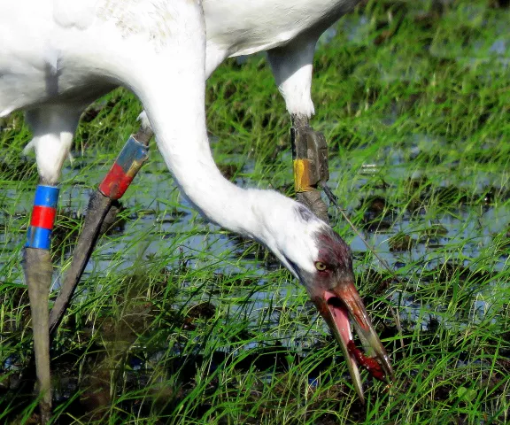 Whooping Crane - Photo by Vicki Sensat