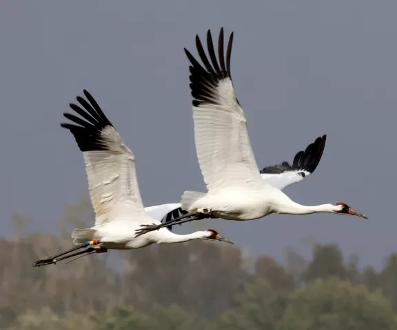 Whooping Crane - Photo by Vicki Sensat