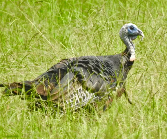 Wild Turkey - Photo by Van Remsen