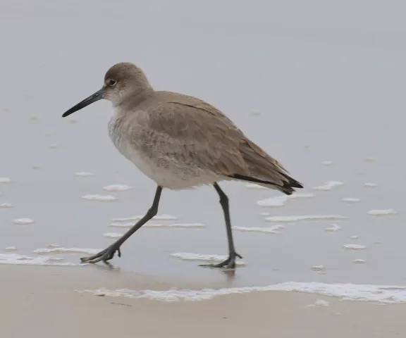 Willet - Photo by Ruth Cronan