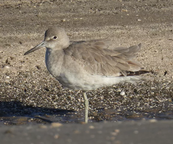 Willet - Photo by Van Remsen