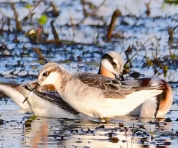 Wilson's Phalarope - Photo by Ruth Cronan