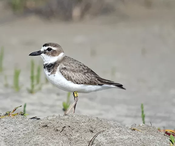 Wilson's Plover - Photo by Erik Johnson