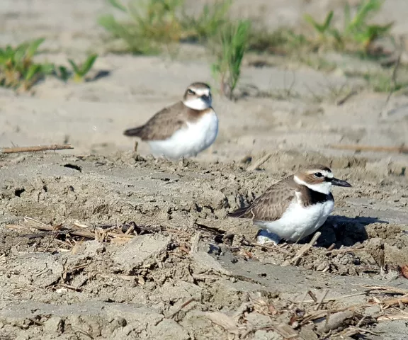 Wilson's Plover - Photo by Erik Johnson