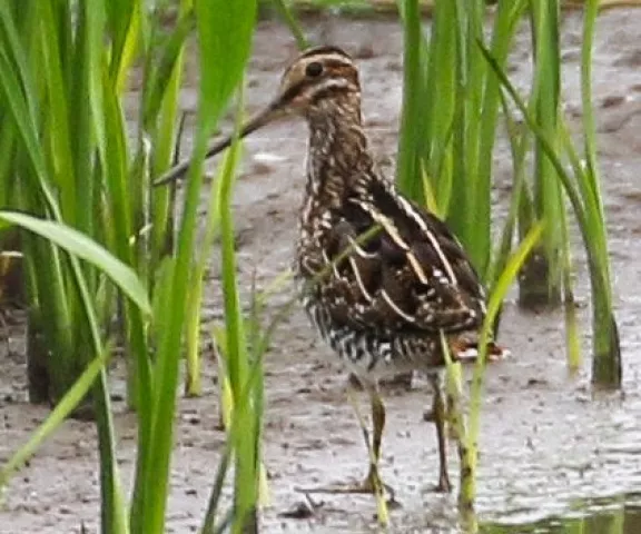 Wilson's Snipe - Photo by Brad Price