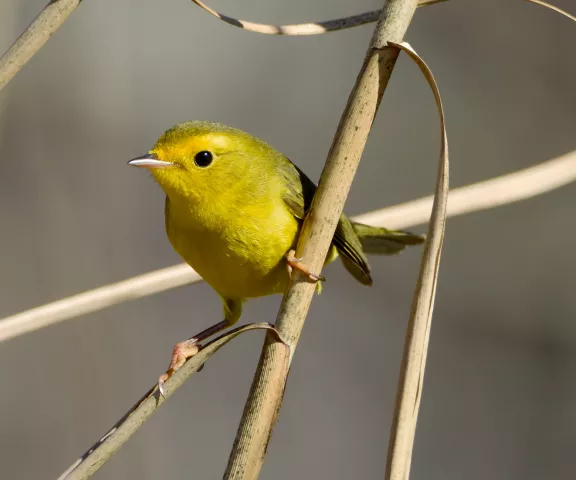 Wilson's Warbler - Photo by Erik Johnson