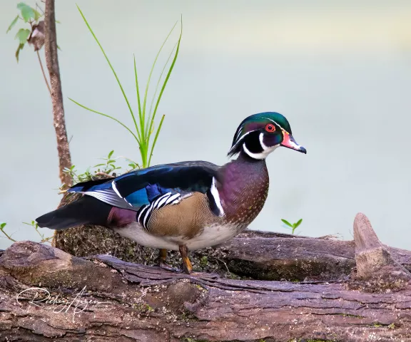 Wood Duck - Photo by Rickey Aizen