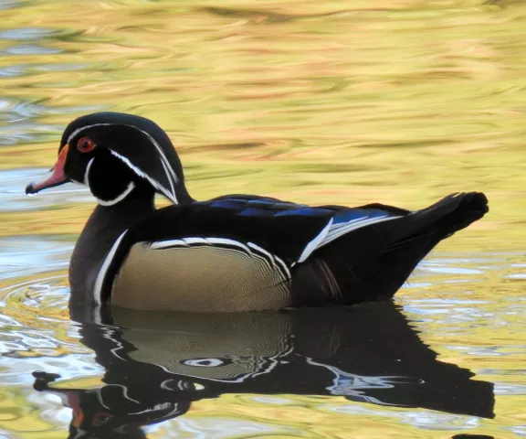 Wood Duck - Photo by Van Remsen