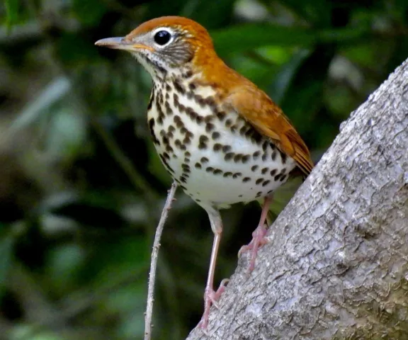 Wood Thrush - Photo by Van Remsen