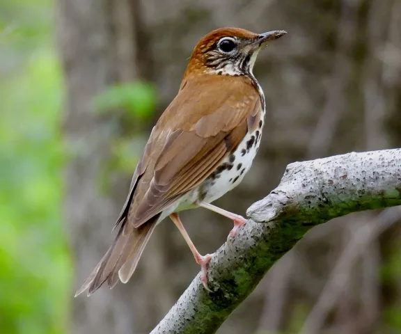 Wood Thrush - Photo by Van Remsen