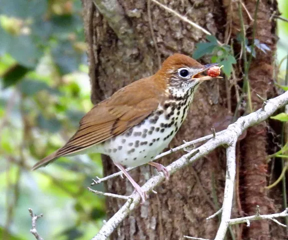 Wood Thrush - Photo by Van Remsen