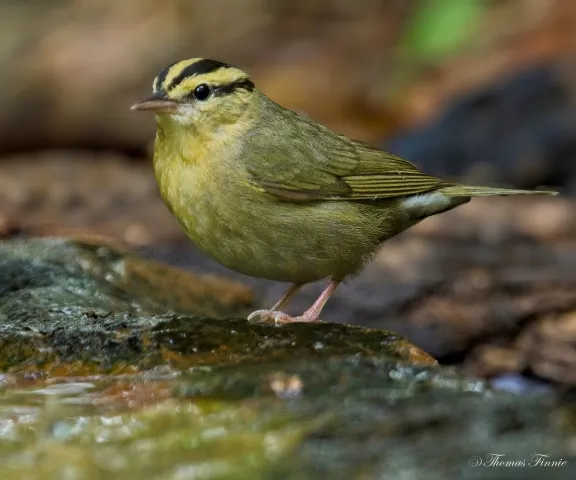 Worm-eating Warbler - Photo by Tom Finnie