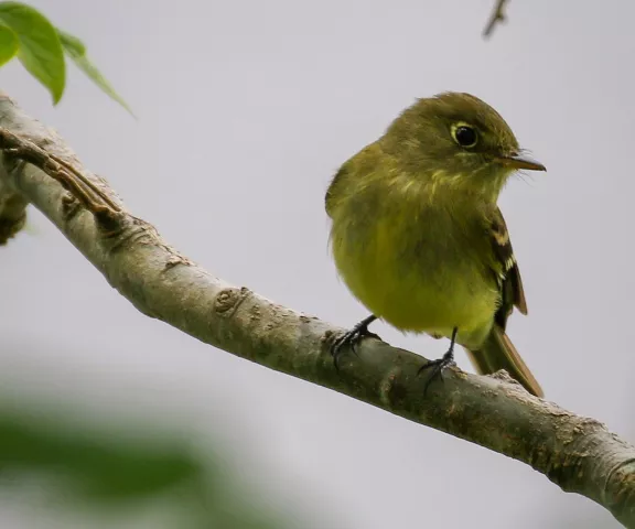 Yellow-bellied Flycatcher - Photo by Brad Price