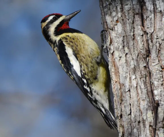 Yellow-bellied Sapsucker - Photo by Erik Johnson