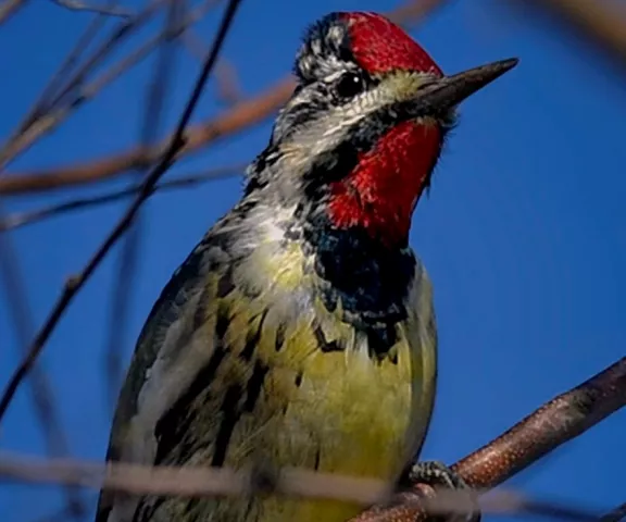 Yellow-bellied Sapsucker - Photo by Tom Finnie