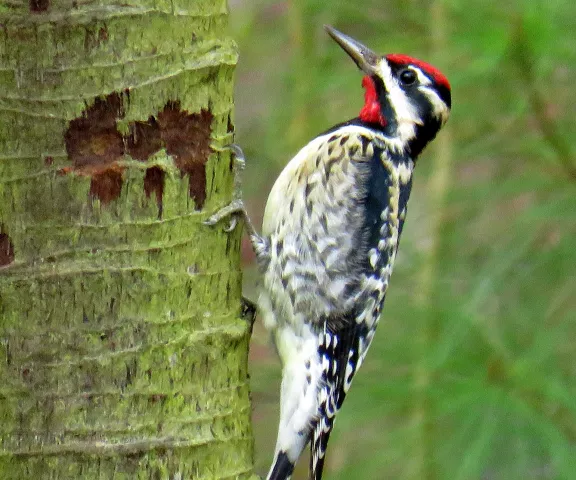 Yellow-bellied Sapsucker - Photo by Vicki Sensat