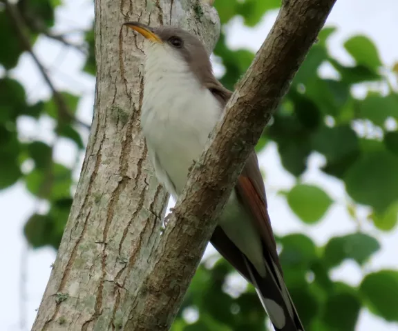 Yellow-billed Cuckoo - Photo by Vicki Sensat