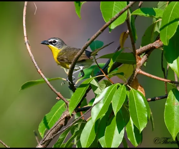 Yellow-breasted Chat - Photo by Tom Finnie