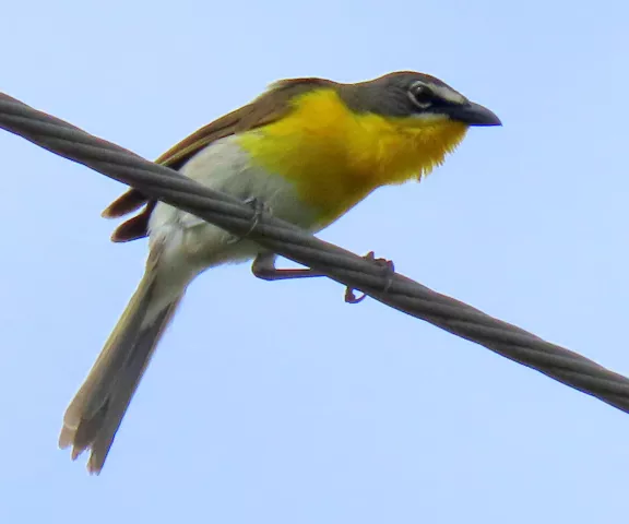 Yellow-breasted Chat - Photo by Vicki Sensat