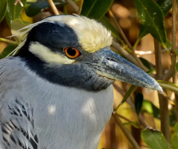 Yellow-crowned Night-Heron - Photo by Van Remsen