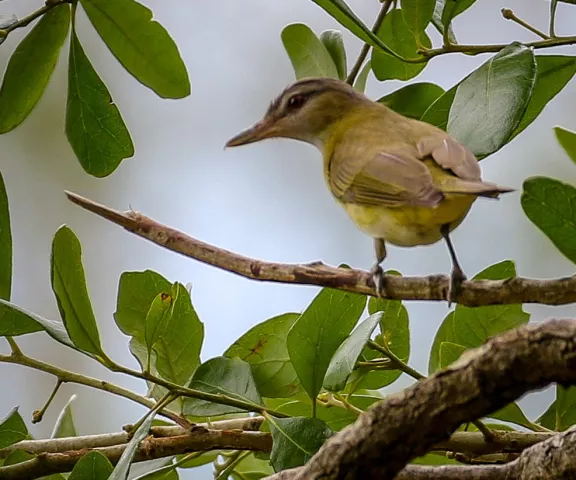 Yellow-green Vireo - Photo by Brad Price