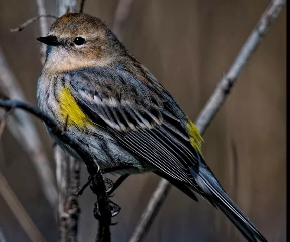 Yellow-rumped Warbler - Photo by Tom Finnie