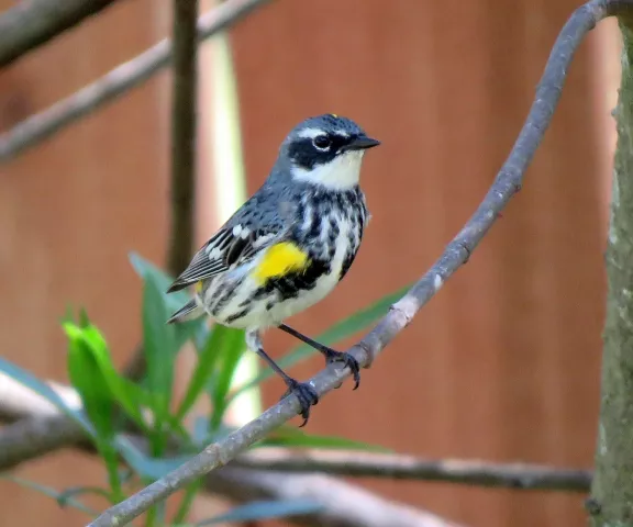 Yellow-rumped Warbler - Photo by Vicki Sensat