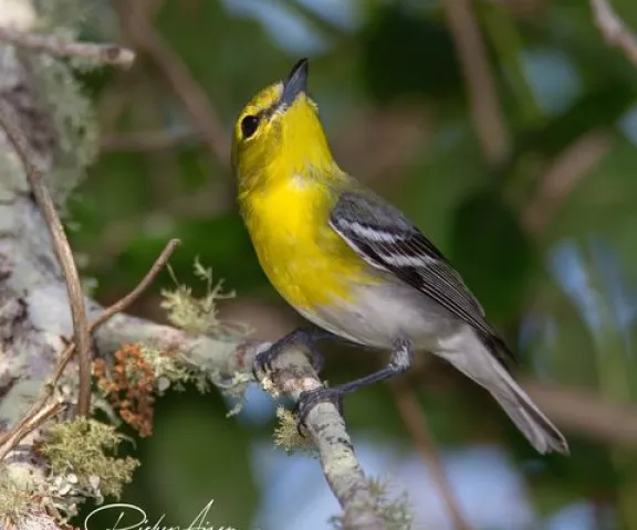 Yellow-throated Vireo - Photo by Ricky Aizen