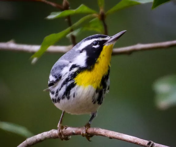 Yellow-throated Warbler - Photo by Brad Price